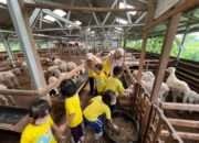 Sentuh, Lihat, dan Rasakan: Outing Class Seru Anak Usia Dini di DD Farm